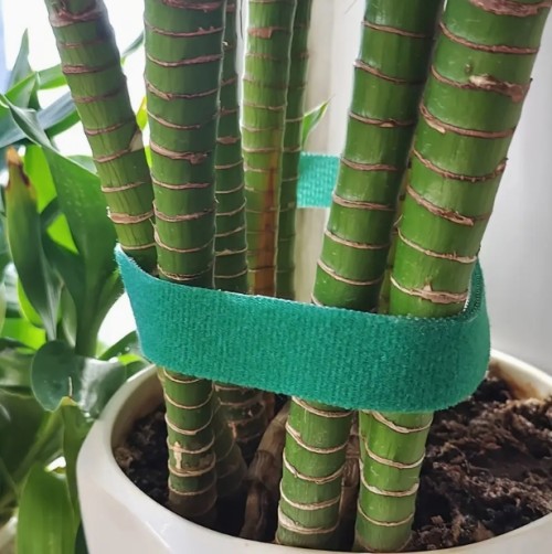 1 롤, 가든 스트랩 식물 스트랩 식물 고정 가지 스트랩 숲 가지 스트랩 감는 선, 가든 도구 공급품, 가든 식물 공급품