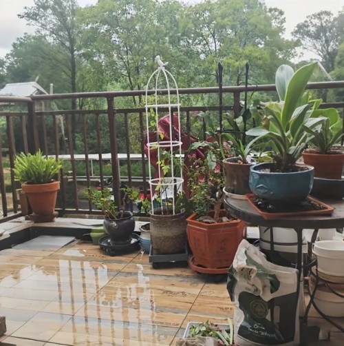 실내외 정원용 플랜트 격자형 꽃대 받침대 - 장미, 클레마티스 및 덩굴식물에 완벽한 8개 가드닝 덩굴 지지대 포함