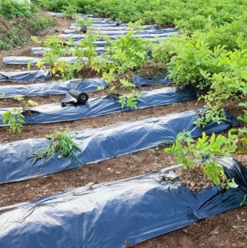 풀안나 제초매트 잡초매트 50cm x 100m 마대재질