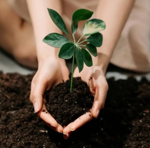 땅심 분갈이흙 10L 2개, 2025 year