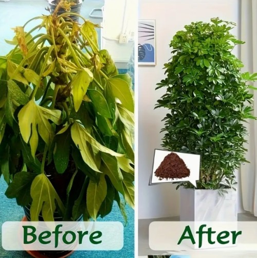 4개 코코넛 섬유 벽돌, 실내외 화분용 범용 탈염 코코넛 토양 혼합 – 가든 및 화초 재배에 이상적