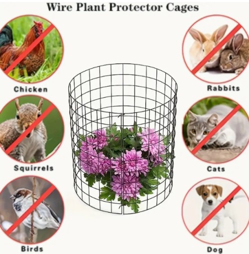 6개 세트 식물 케이지 - 강력한 보호 기능, 토마토 및 허브용 오픈 그리드 디자인, 쉬운 조립, 소형 식물 호환 가능, 실내/야외 정원, 발코니, 파티오, 방충망, 내구성 있는 메쉬 케이지, 날씨에 강한 재질, 홈 가드닝, 채소 재배용